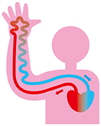 図：血流の増加